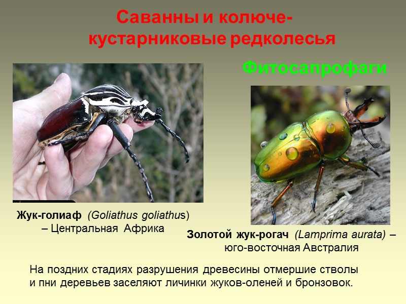 Саванны и колюче-кустарниковые редколесья Жук-голиаф (Goliathus goliathus) – Центральная Африка  Фитосапрофаги Золотой жук-рогач